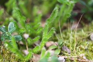 wild Blaubeere im Sommer- Wald. foto