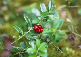 wild Cranberry im Sommer- Wald. foto