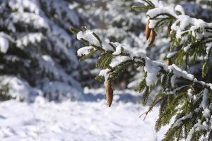 Schnee bedeckt Tanne Baum Geäst draußen. foto