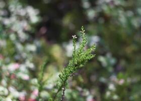 Wald Rosa Heidekraut foto