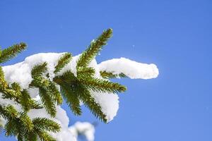 Schnee bedeckt Tanne Baum Geäst auf Blau klar Himmel Hintergrund. foto