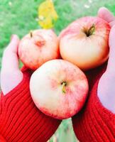 rot Äpfel im Frau Hände im warm Fäustlinge foto