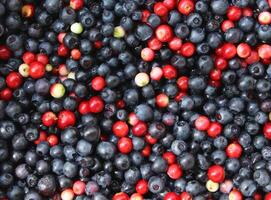 Blaubeeren und Preiselbeeren foto