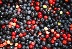 Blaubeeren und Preiselbeeren foto