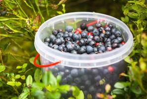 wild Blaubeere im Sommer- Wald. foto