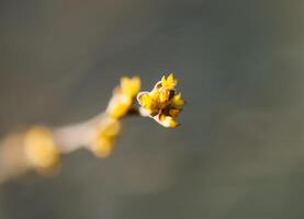 Knospen und zuerst Blätter auf Baum Geäst. foto