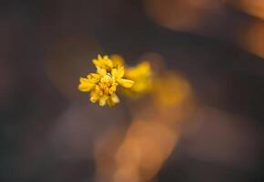 Knospen und zuerst Blätter auf Baum Geäst. foto