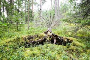 entwurzelt Bäume nach Hurrikan im ein Wald im Osten Europa foto