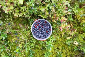 wild Blaubeere im Sommer- Wald. foto