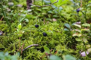 wild Blaubeere im Sommer- Wald. foto