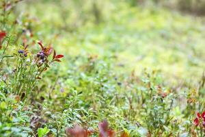 wild Blaubeere im Sommer- Wald. foto