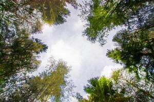 Baum Spitzen im ein Sommer- Wald. foto