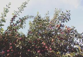 rote Äpfel auf einem Baum foto