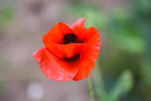 Mohn Blumen oder Papaver im Garten foto