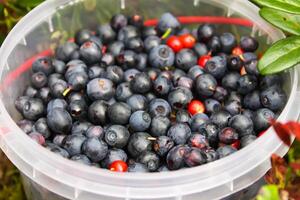 wild Blaubeere im Sommer- Wald. foto