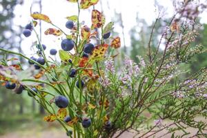 wild Blaubeere im Sommer- Wald. foto