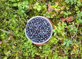 wild Blaubeere im Sommer- Wald. foto