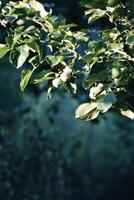 Apfel Ernte auf Baum im ein sonnig Sommer- Tag. foto