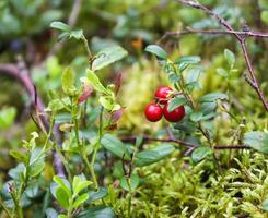 wild Cranberry im Sommer- Wald. foto