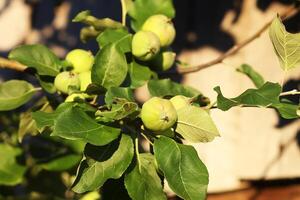 Apfel Ernte auf Baum im ein sonnig Sommer- Tag. foto