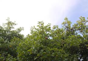 rote Äpfel auf einem Baum foto