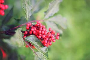 Sambucus traubenartig, verbreitet rot Holunder, rotbeerig ältere Beeren auf das Ast im das Garten. foto