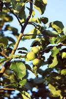 Apfel Ernte auf Baum im ein sonnig Sommer- Tag. foto