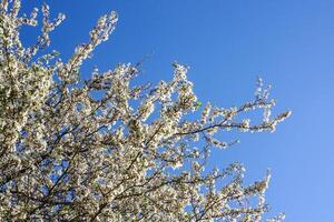 Trauben von appe Baum blühen mit Weiß Blumen gegen das Blau Himmel Hintergrund. foto