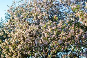 Blühen Apfel Baum beim Frühling im das Landschaft. foto