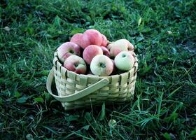 frisch reif Äpfel im ein Korb im das Sommer- Garten foto