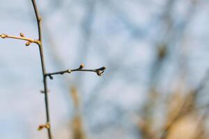 Knospen und zuerst Blätter auf Baum Geäst. foto