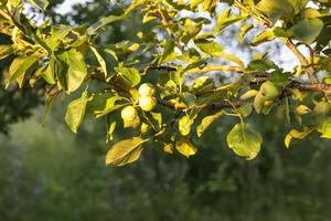 Apfel Ernte auf Baum im ein sonnig Sommer- Tag. foto