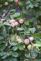 rot reif Äpfel auf Baum Ast foto