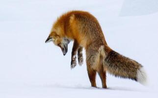 Yellowstone rot Fuchs foto