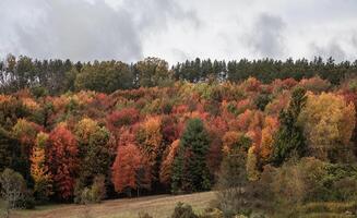 Pennsylvania fallen Farben foto