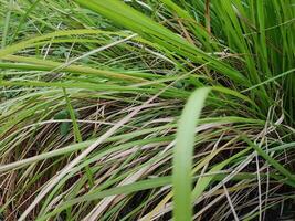 voll Rahmen Schuss von wild Gras auf Feld foto