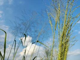 Nahansicht von Pflanzen wachsend auf Feld gegen Himmel foto