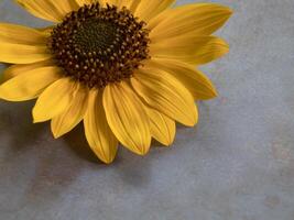 oben Aussicht von Sonnenblume auf legen eben mehrfarbig Hintergrund foto