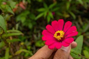 Rot, Rosa Blume Zinnie elegans schön Garten. das Foto ist geeignet zu verwenden zum botanisch Inhalt Medien und Blumen Natur Foto Hintergrund.
