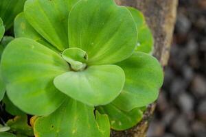 Grün Blatt von Wasser Grüner Salat pistia Stratioten auf das Garten Schwimmbad. das Foto ist geeignet zu verwenden zum botanisch Hintergrund, Natur Poster und Flora Bildung Inhalt Medien.