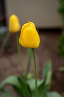 Gelb Tulpen im das Garten. selektiv Fokus mit flach Tiefe von Feld foto