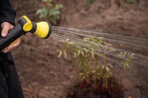 Sprinkler Bewässerung Pflanzen im das Garten. Gartenarbeit Konzept. foto