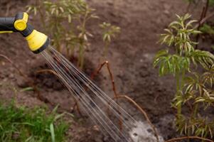 Sprinkler Bewässerung Pflanzen im das Garten. Gartenarbeit Konzept. foto