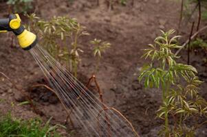 Sprinkler Bewässerung Pflanzen im das Garten. Gartenarbeit Konzept. foto