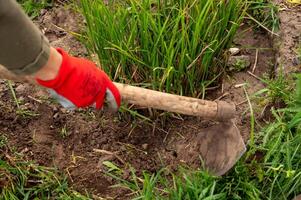 ein Frau Hand im rot Handschuhe entwurzelt Unkraut im ihr Garten foto