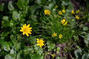 Gelb Frühling Blumen im das Wald. früh Frühling im das Wald. foto