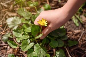 klein Gelb Blume im das Hände von ein Kind auf ein Hintergrund von Grün Blätter foto