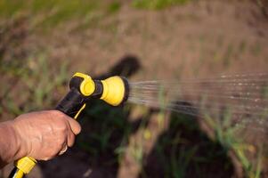 Frühling Bewässerung von Gemüse Garten von ein Sprinkler, Nahaufnahme, selektiv Fokus foto