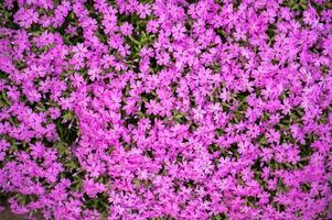 violett Phlox Blumen im das Garten. Frühling Hintergrund. foto
