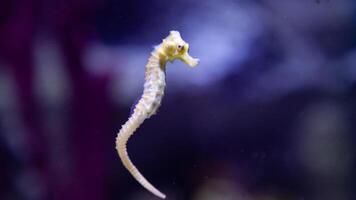 Nahansicht verbreitet bunt Seepferdchen oder Hippocampus guttulatus Schwimmen unter Wasser, Leben im Meer foto